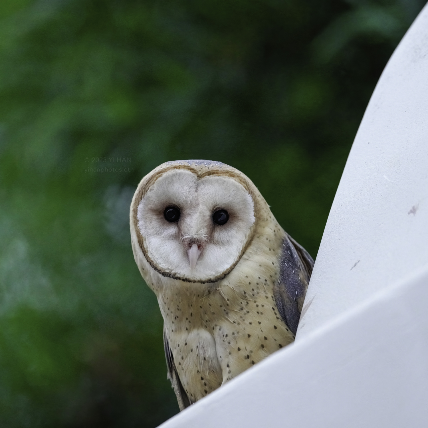 barn owl_5